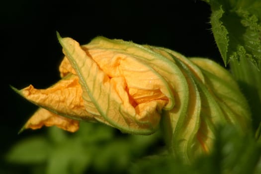 Courgette