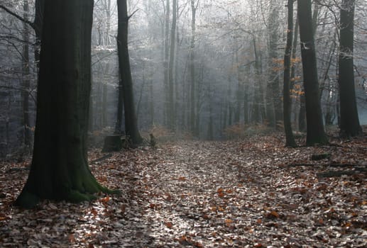 Forest mood