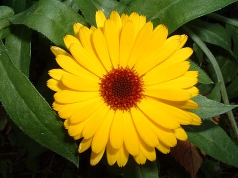 Marigold