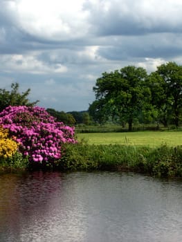 Pond and meadow