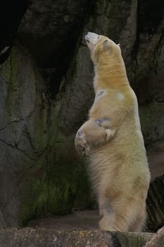 curious