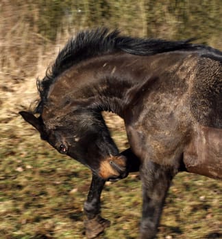 Grazy Horse