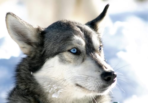 shortly before the start of the dog sled race