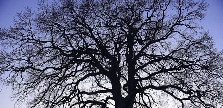 Treetop