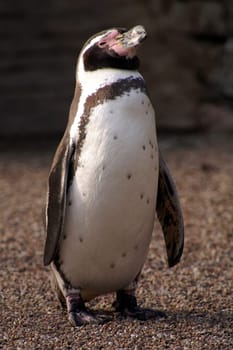 a penguin very proud