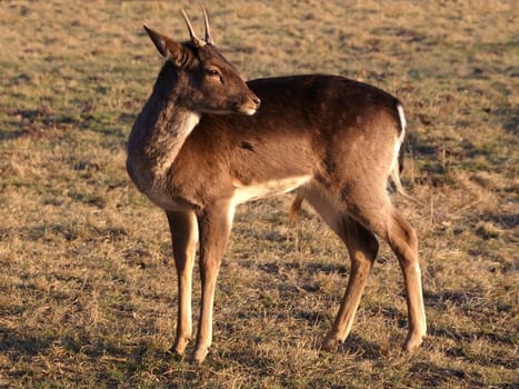 small roebuck