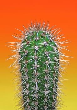 Prickly