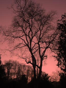 Evening