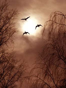 Trio in the Evening I