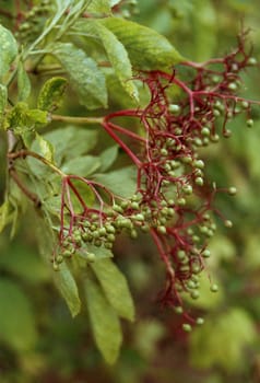 elder