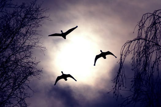 Trio in the Evening II