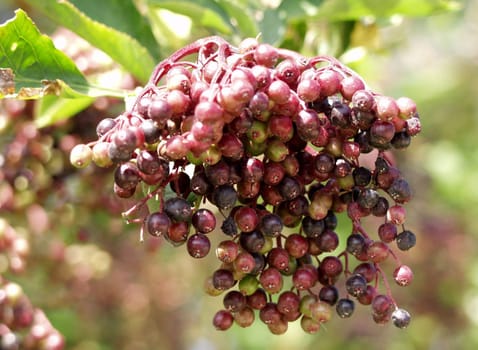 Elder