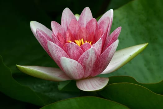 Water lily