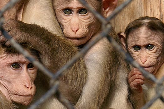 behind bars