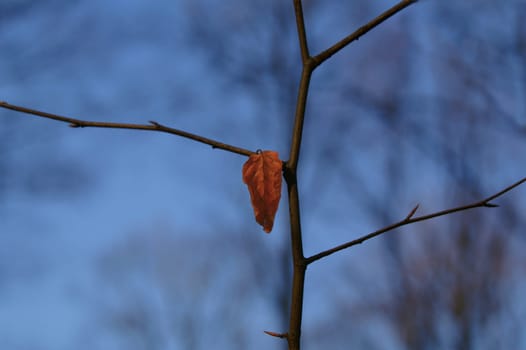 Residue