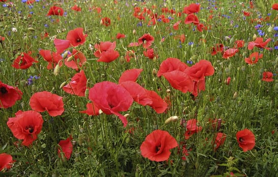 Poppies