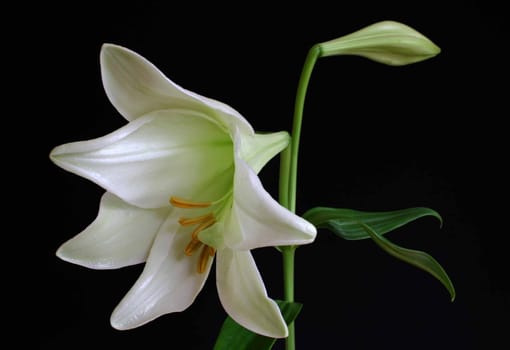 White lily