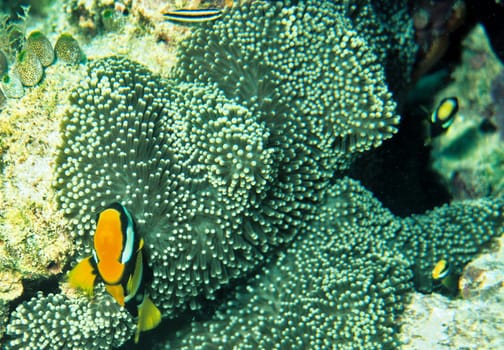 Anemone fish