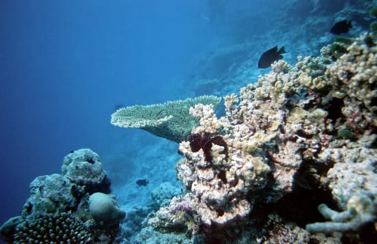 Coral Reef V