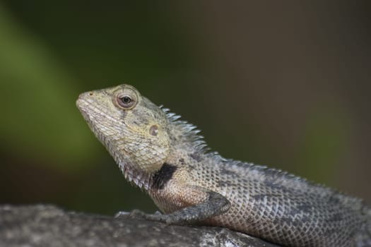 Beautiful Lizard III