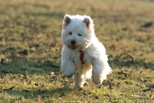 Dog in action