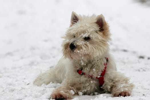 Snow Tiger