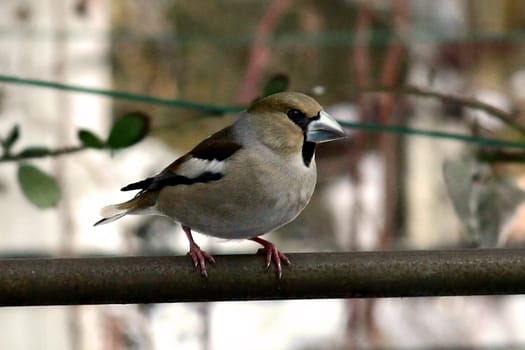 Canon 20D