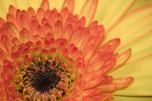 Gerbera II