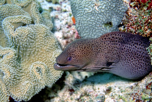 Moray eel II