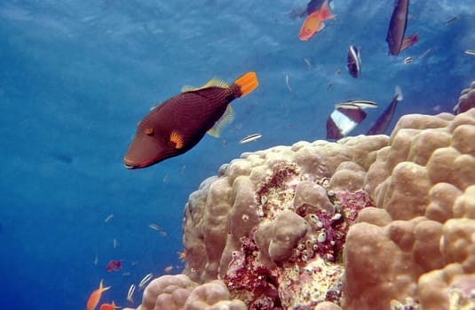 one of the prettiest triggerfish