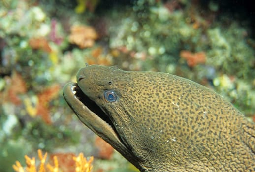 Moray Eel III