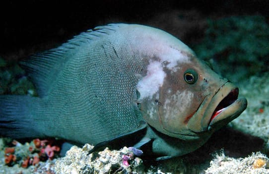 Redmouth grouper