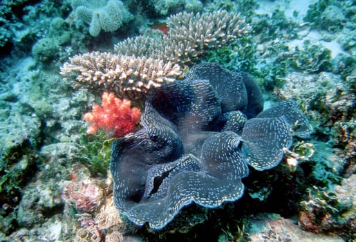 Giant Mussel II