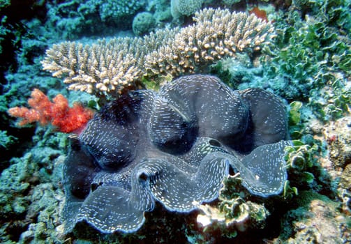 Giant Mussel III