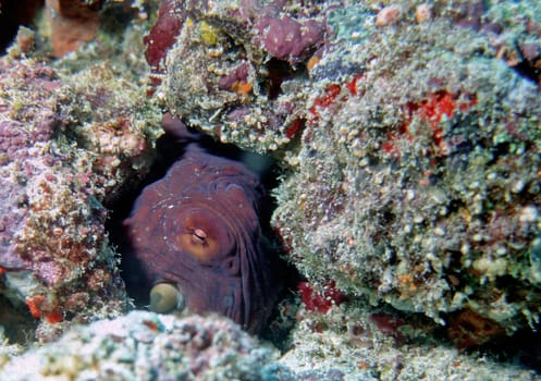 Octopus in hiding