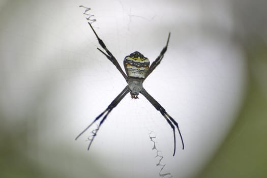 Webmaster III