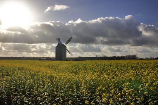 Windmill in the rapeseed field