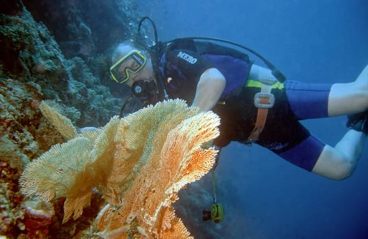 Divers on Reef III