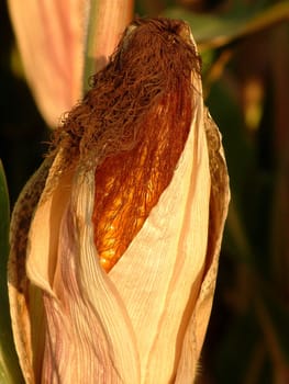Corncob