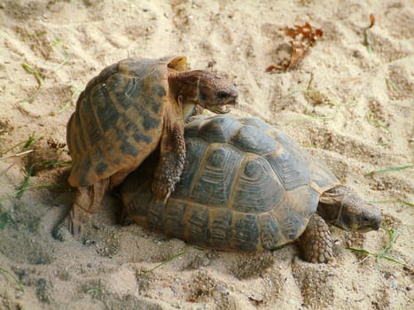 Turtle mating
