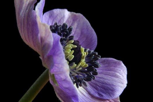 Anemone