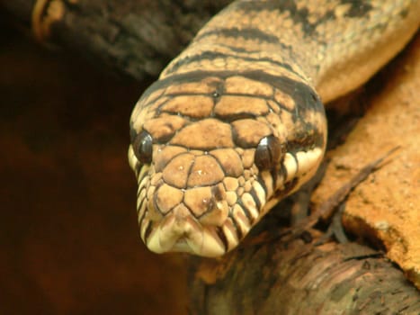 Snakehead