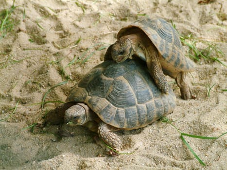 Turtle mating2