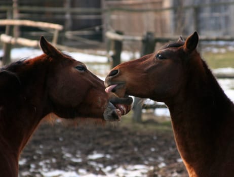 the tongue !