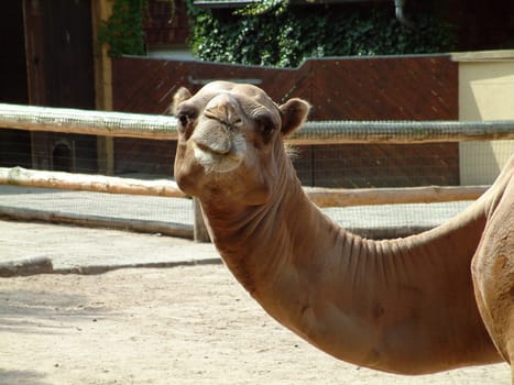 Camel