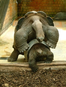Schildkröten2