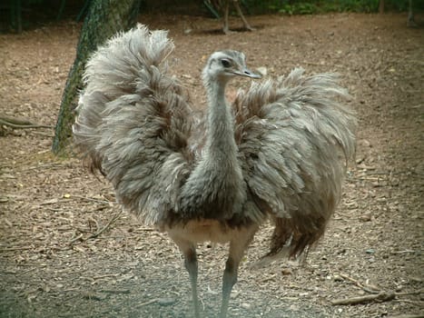 Ostrich