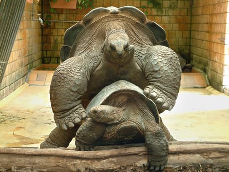 Turtles5