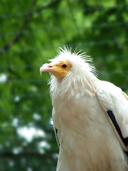 Vulture