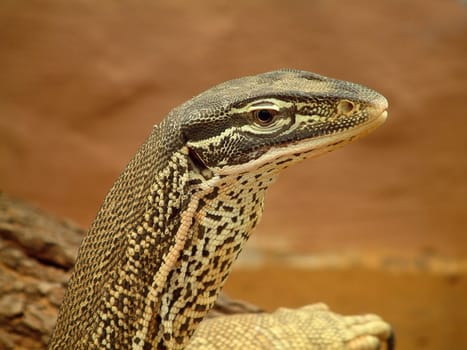 Lizard